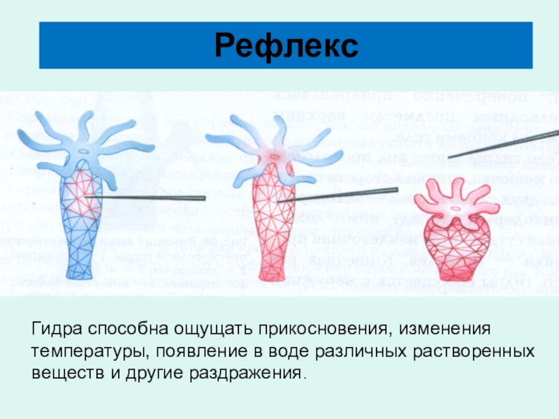 Нервная система гидры. Рефлекс гидры. Нервная система гидры пресноводной. Гидра Пресноводная рефлекс. Нервная система гидры рефлекс.