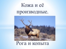 Презентация по биологии Производные кожи: рога и копыта. 7 класс