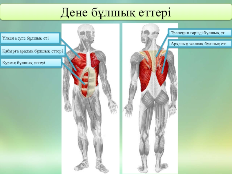 Мимикалық бұлшық еттер презентация