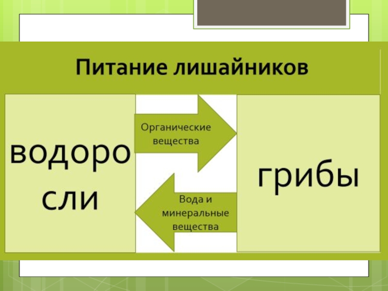 Схема питание лишайников