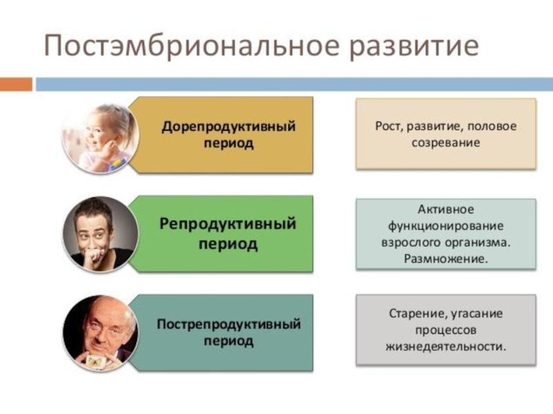 Презентация по биологии 8 класс развитие человека после рождения