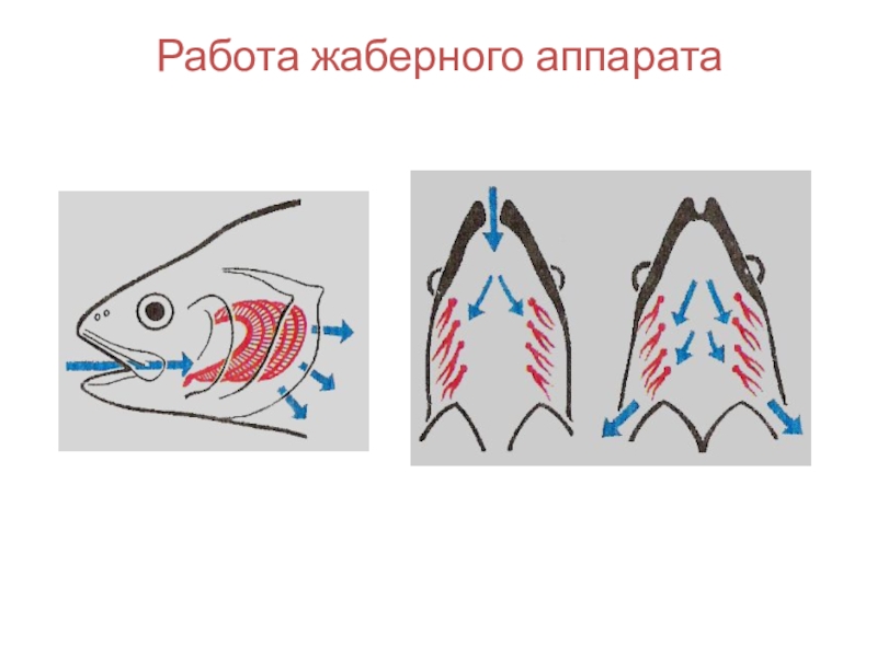 Что характерно для изображенного на рисунке животного ящерица жаберное дыхание