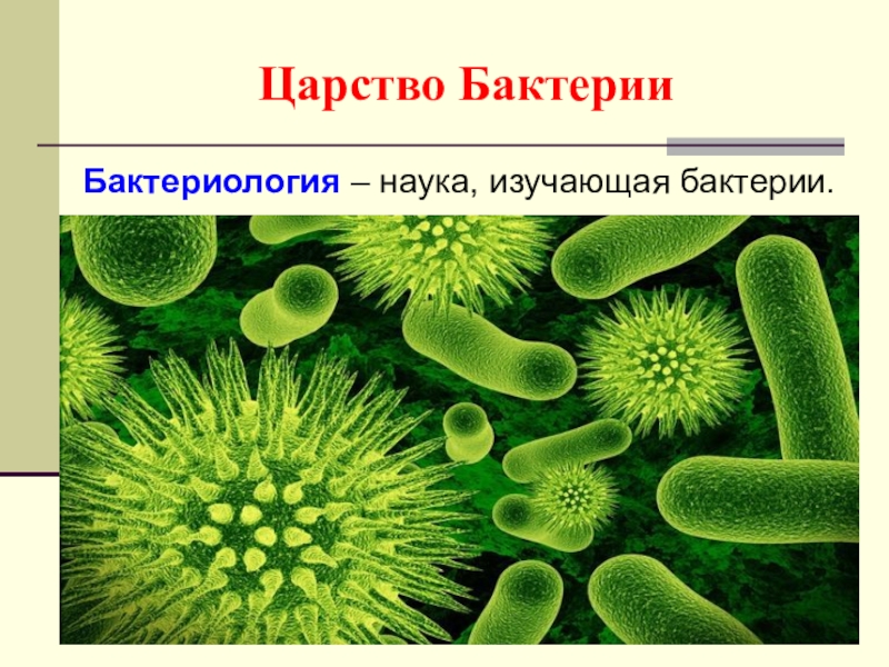 Информационный проект по биологии 5 класс