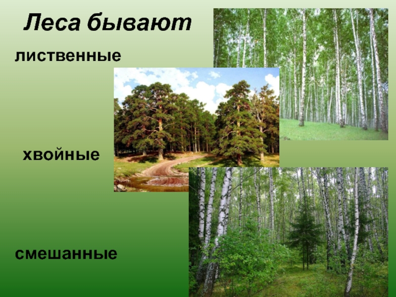 Виды леса описание. Хвойные лиственные и смешанные леса. Леса бывают. Леса бывают хвойные лиственные и смешанные. Проекты лиственные и хвойные леса.