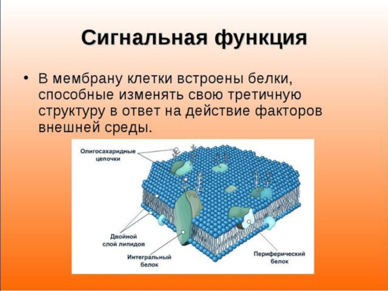 Определите модель строения какой клеточной структуры изображена на рисунке молекулы какого вещества