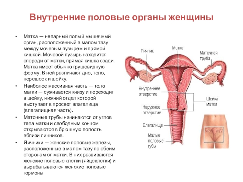 Женская половая система строение и функции. Внутренние половые органы женщины. Внутренние женские органы женские. Строение женских.половых органов. Женские половые органы матка.