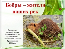 Презентация исследовательской работы на тему Бобры-жители наших рек.