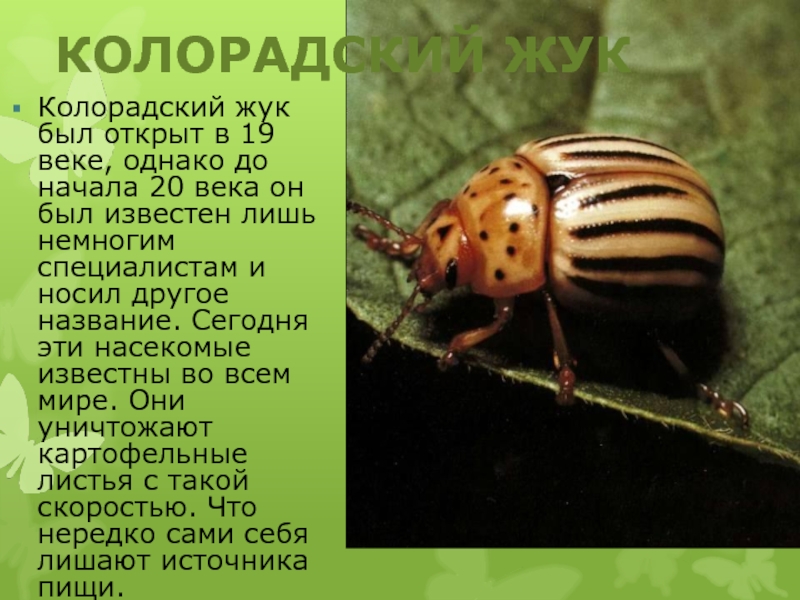 КОЛОРАДСКИЙ ЖУККолорадский жук был открыт в 19 веке, однако до начала 20 века он был известен лишь