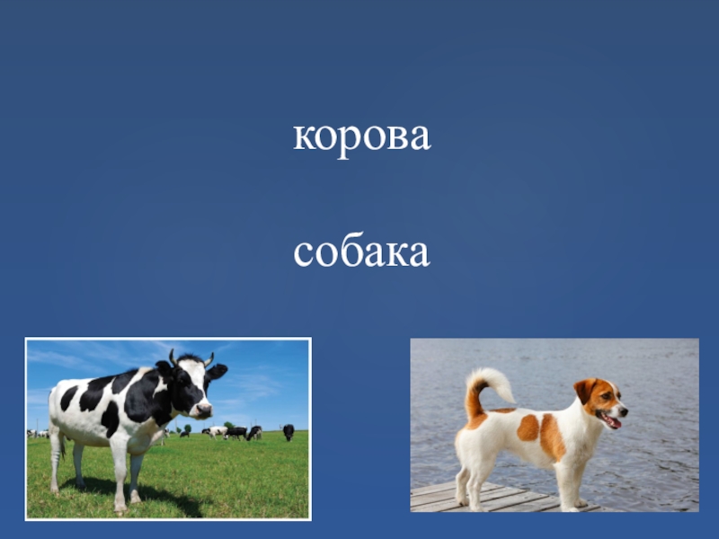 Собака корова