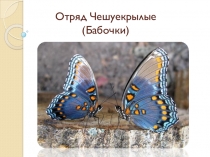 Презентация по биологии на тему Отряд Чешуекрылые, или Бабочки (7 класс)