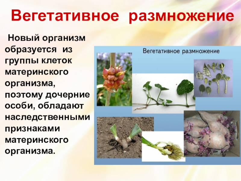 Которые образуются в особых органах. Вегетативное размножение растений организмы. Вегетативное размножение особей. При вегетативном размножении. Организм который размножается вегетативно.