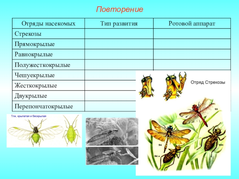 План на тему насекомые