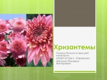Презентация по теме селекция растений Хризантемы