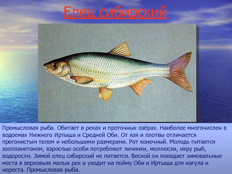 Обь какие рыбы. Какая рыба водится в Иртыше. Какие рыбы обитают в реке Иртыш. Рыбы которые обитают на Иртыше. Рыба в Иртыше виды.