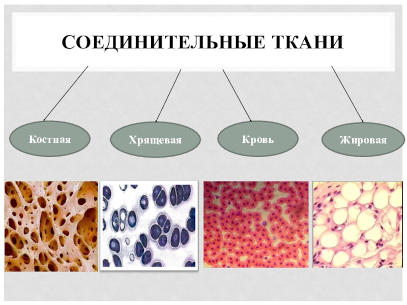 Соединительная ткань картинки