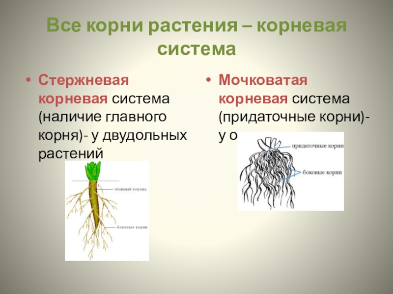 Корневая система цветковых растений. Стержневая и мочковатая корневая система. Растения с мочковатой системой. Растения с мочковатой корневой. Придаточные корни в мочковатой корневой системе.