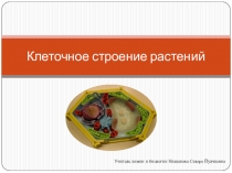 Презентация по теме Клеточное строение растении 6-класс