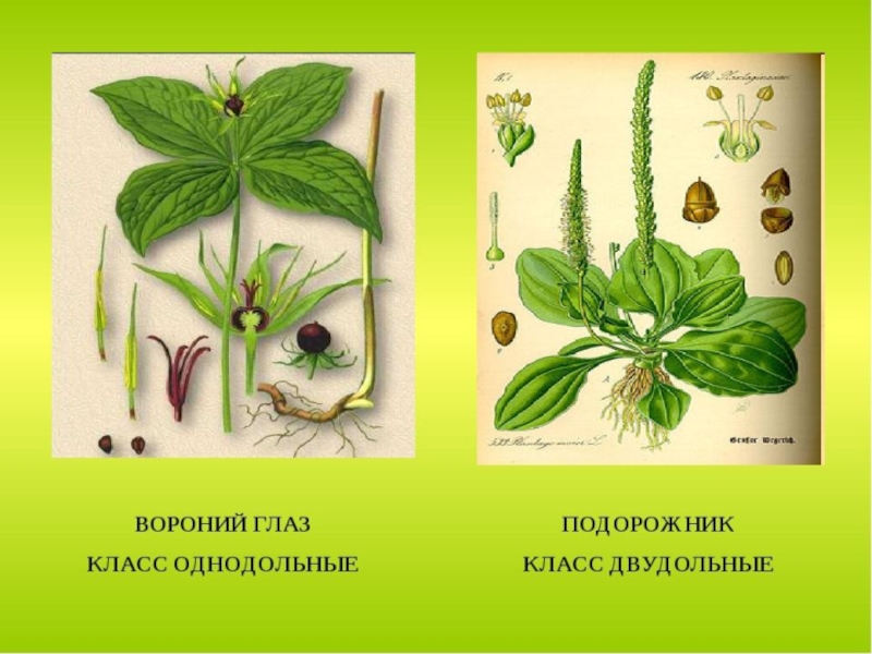 Земляника однодольные