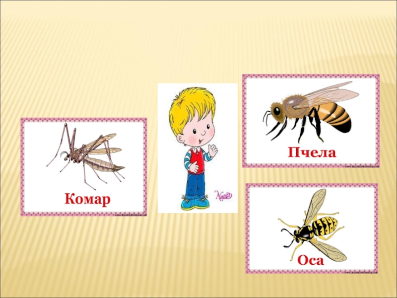 Мухи комары текст. Комар и пчела. Муха комар. Пчела Муха комар. Комар Оса.