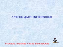Презентация к уроку по теме:Органы дыхания животных.