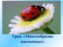 Насекомые по биологии (7 класс) Тема урока  Многообразие насекомых