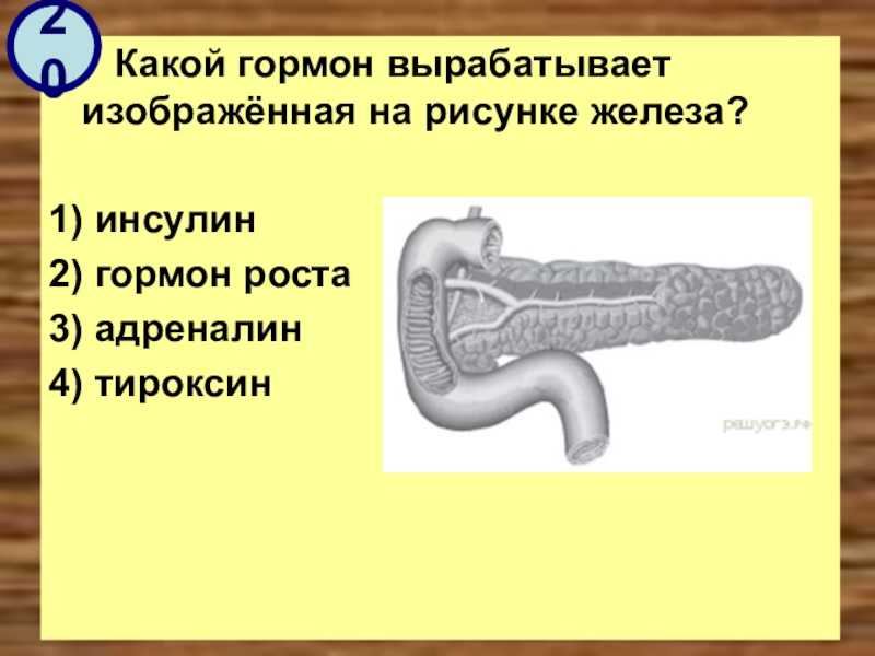 Установи рисунок на котором изображена железа вырабатывающая гормон тироксин