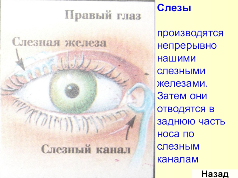 Слезные железы относятся к железам. Строение глаза слезная железа. Слёзная железа анатомия. Слезный аппарат глаза. Слезный аппарат глаза человека.