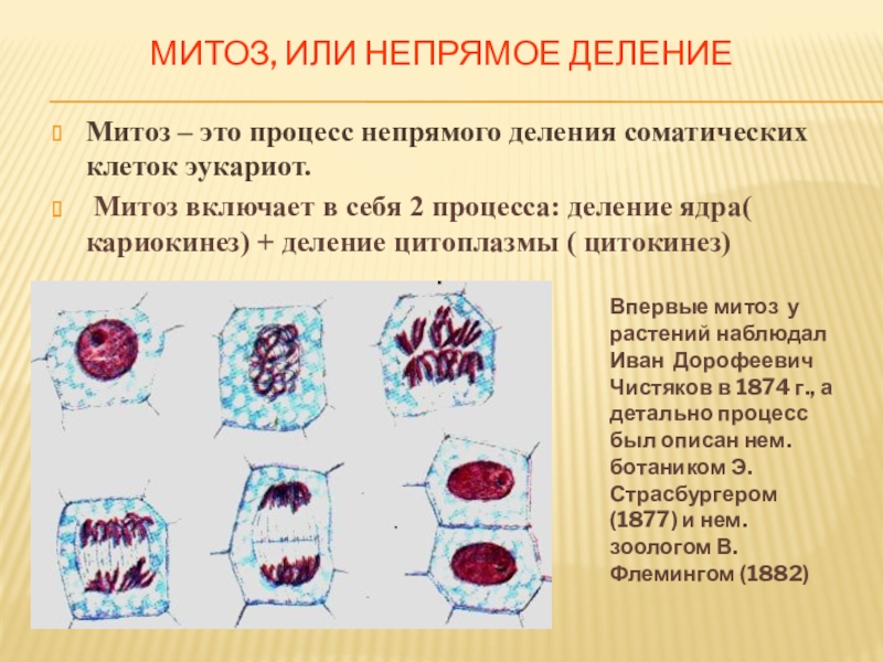 Значение митоза в биологии 9 класс