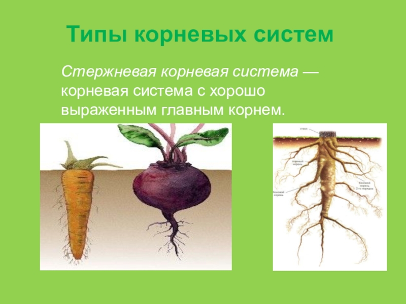 Питание корневой системы растений. Растения со стержневой корневой системой. Корневые шишки. Формы корневых систем.