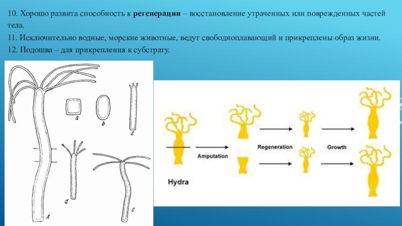 Презентация кишечнополостные егэ биология