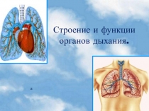 Презентация по биологии: Строение и функции органов дыхания.
