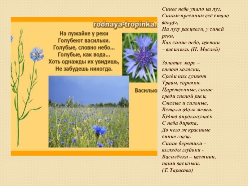 Синий Луговой цветок Курская область. Продолжи предложение расцвели на лугу одуванчики и.