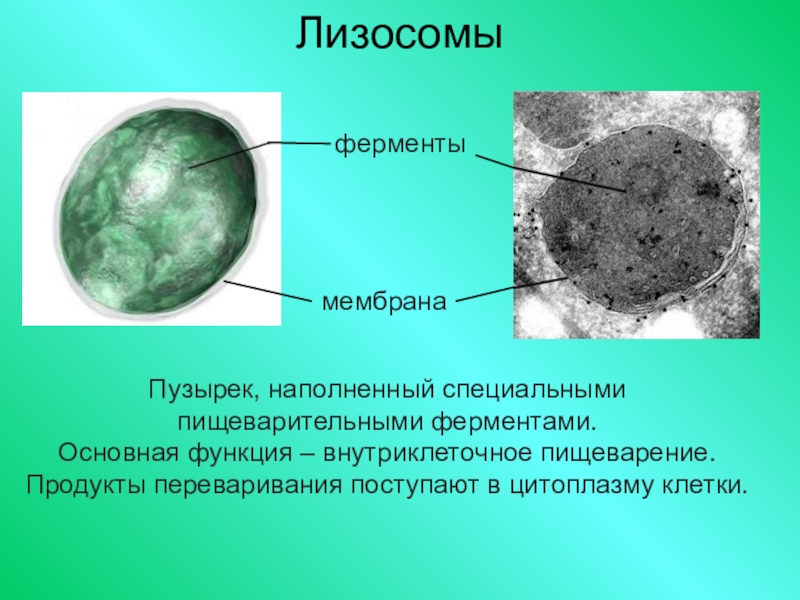 Лизосома в клетке картинка