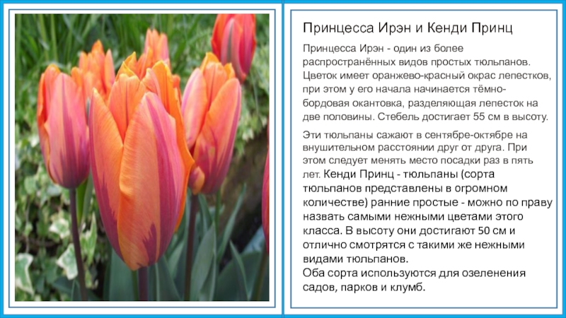 Тюльпан русская принцесса фото и описание