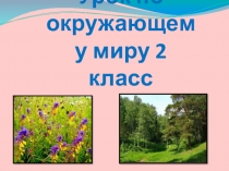 Презентация к уроку окружающего мира Лесная аптека
