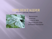 Презентация по природоведению на тему От чего крапива жжётся? (5 класс)