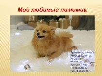 Мой питомец, история возникновения породы Шпиц