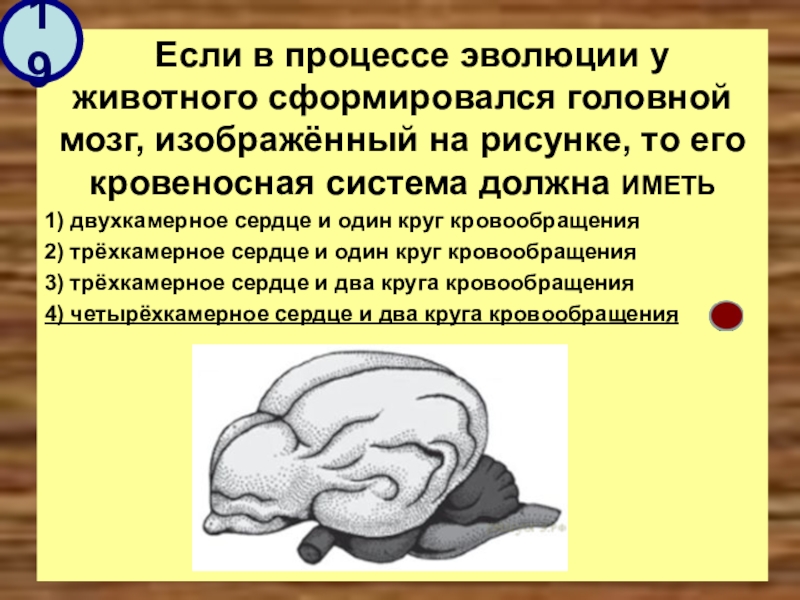 В процессе эволюции у животного сформировался. Если в процессе эволюции у животного. Мозг животного в процессе эволюции сформировался. Строение головного мозга животных. Если в процессе эволюции у животного сформировался.