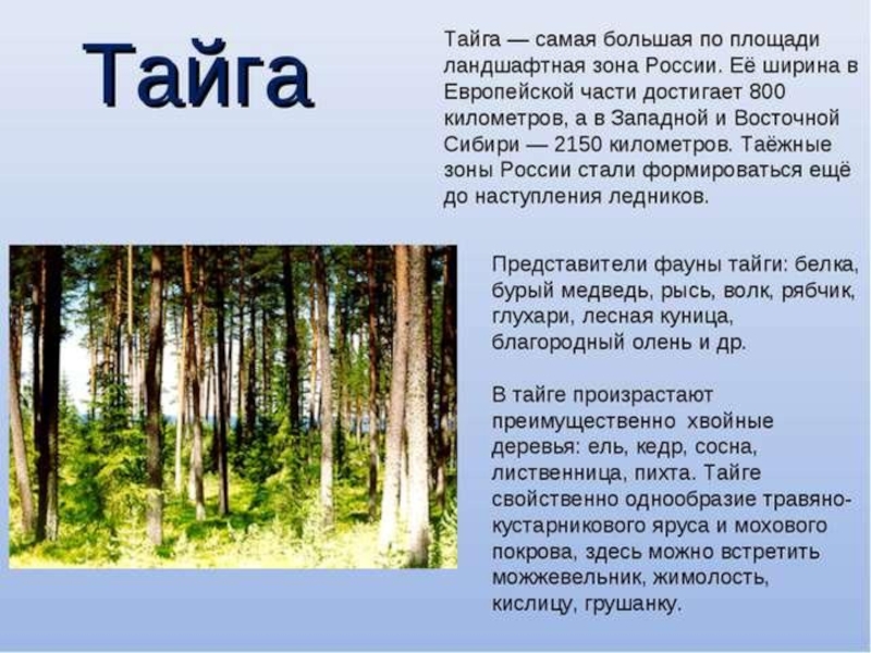 Проект по географии тайга