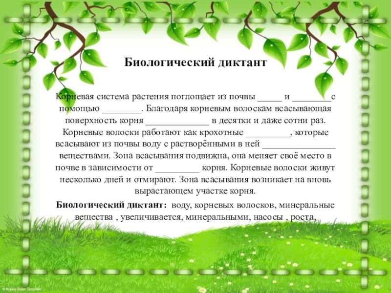 Диктант на тему растения. Корни растений в почве. Микориза это симбиоз. Питание растений. Мз прчвы растения пооучают.