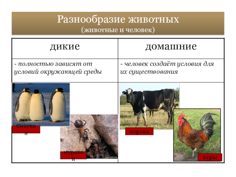 Биология 5 класс урок животные. Разнообразие и распространение животных. Биология 5 класс тема животные. Презентация по биологии 5 класс на тему животные. Многообразие животных 5 класс биология.