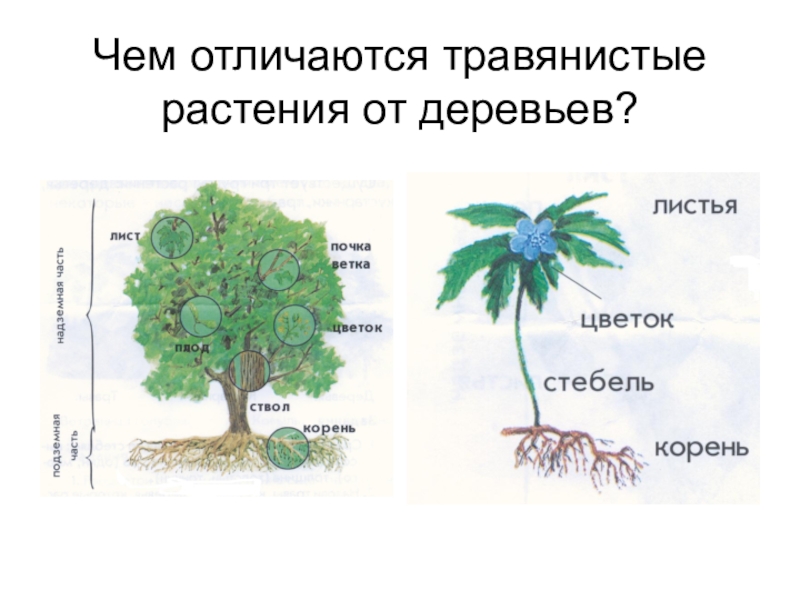 Чем отличаются деревья. Отличие дерева от кустарника и травы. Чем травянистое растение отличается от кустарника и дерева. Чем дерево отличается от травянистых растений. Отличия деревьев кустарников и травянистых растений.