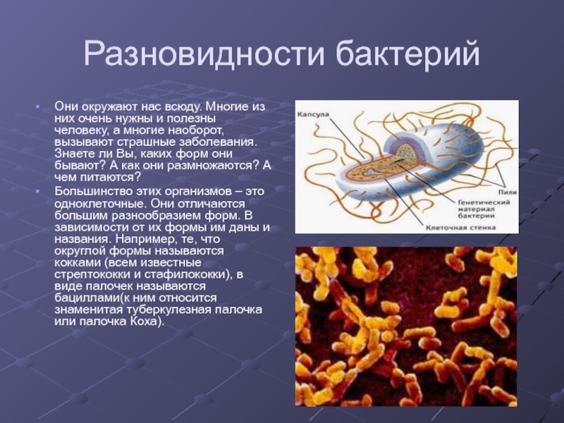 Вывод о разнообразии форм тела бактерий. Доклад о бактериях. Бактерии презентация. Информация о микробах. Сообщение о бактериях 5.