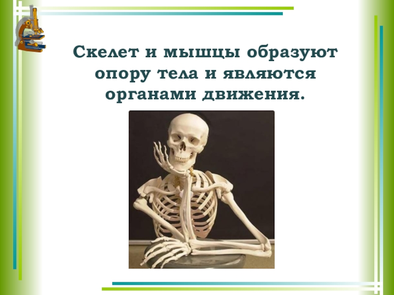 Зачем скелет. Скелет человека. Скелет опора человека. Скелет для презентации. Скелет человека биологои.