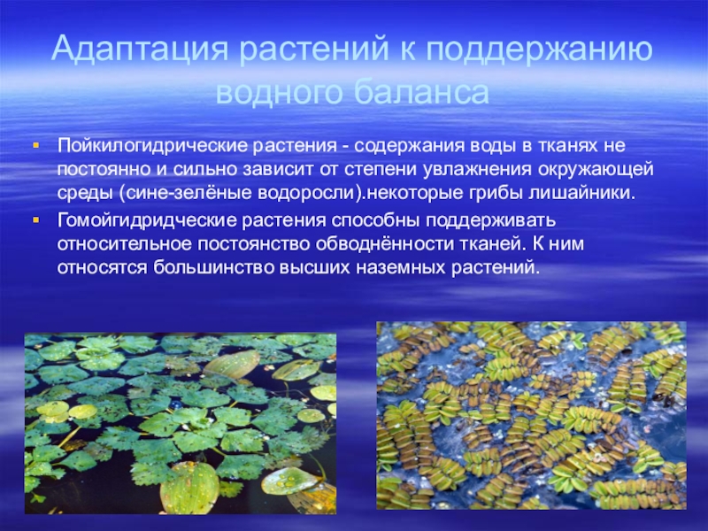 Адаптации водная среда жизни. Приспособления водных растений. Приспособление растений к жизни в воде. Приспособления растений к водной среде. Приспособление растений к окружающей среде.