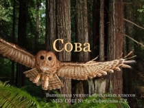 Презентация к уроку ИЗО Сова
