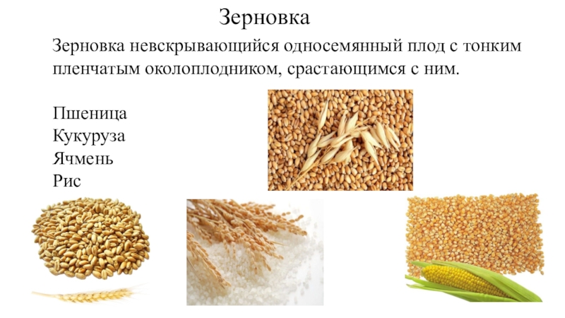 Зерновка пшеницы фото