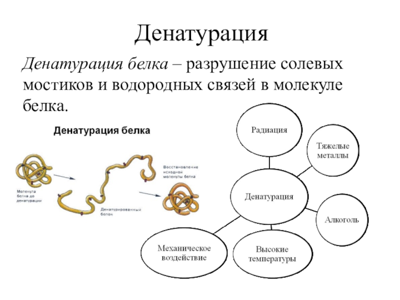 Денатурация белка картинка