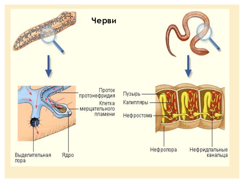 Эволюция выделительной системы презентация