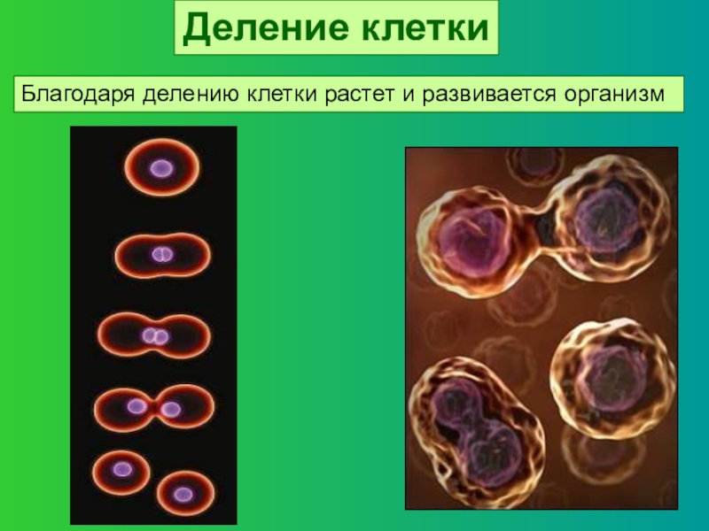 Фото деление клеток